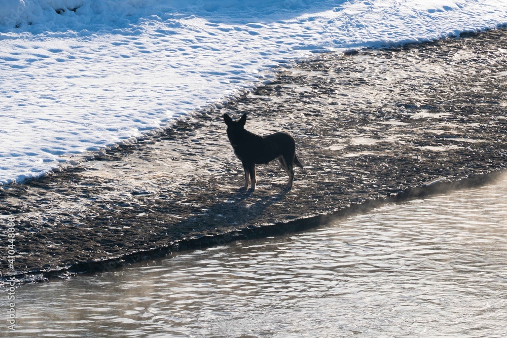 Winter landscape with an un dead river and dog Winter landscape with an un dead river and dog