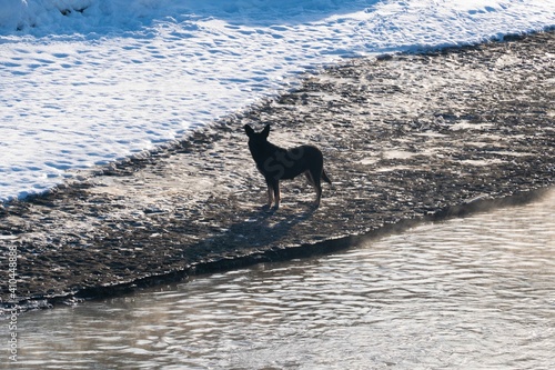 Winter landscape with an un dead river and dog