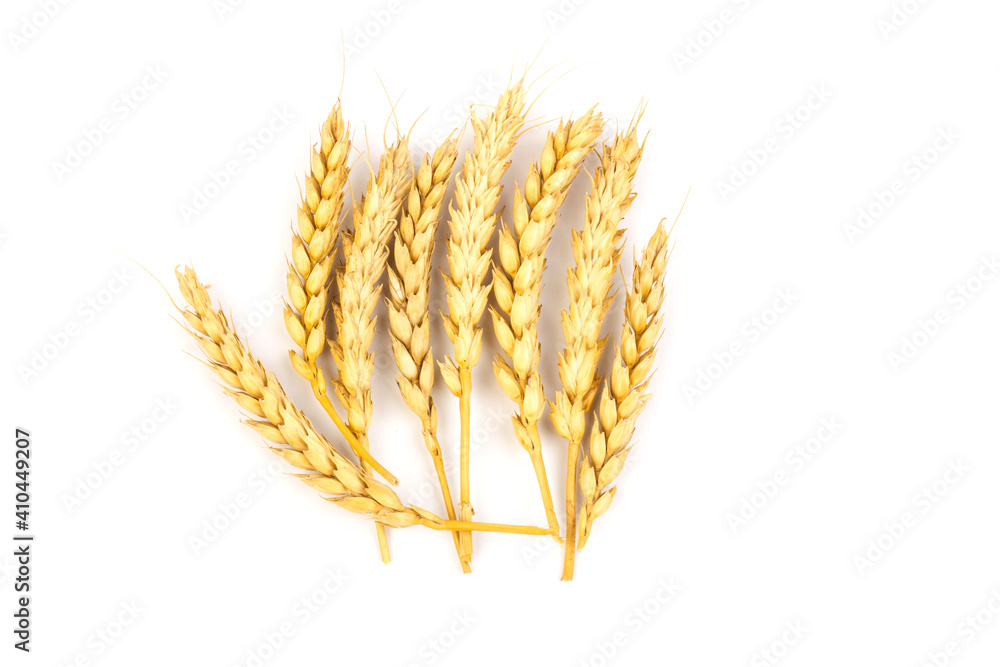 Spikelets of golden wheat, isolated on white background Spikelets of golden wheat, isolated on white background