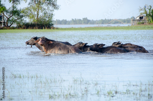 Water buffalo eating the grass in Songkhla Lake. Songkhla, Tailand © konjaunt