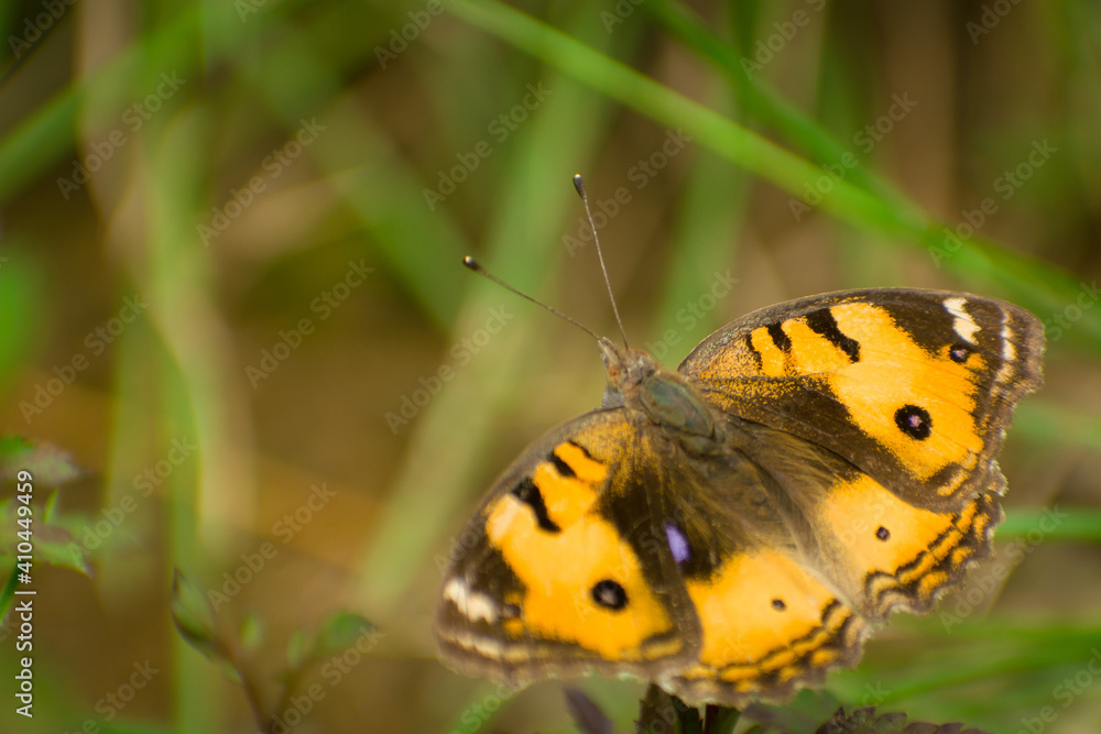 Obraz premium butterfly on a flower