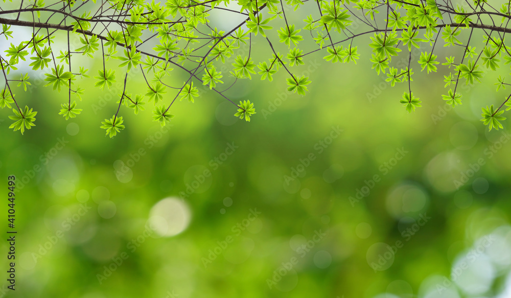 Spring background. Green leaf frame with natural blurred background. Spring background. Green leaf frame with natural blurred background.