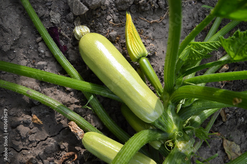 Zucchini harvest in summer. Marrow vegetables. Fresh courgette summer harvest. Organic zucchini in the garden.