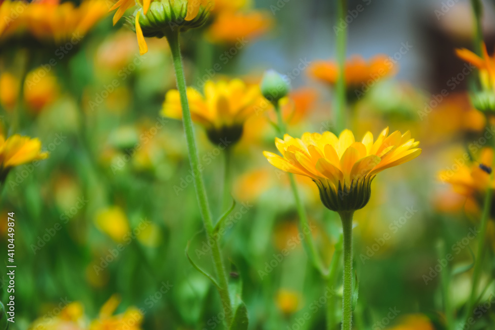 Calendula flowers. Marigold herbal plant. Beautiful flower in wild nature. Garden herb blossom. Calendula fresh bloom. Calendula flowers. Marigold herbal plant. Beautiful flower in wild nature. Garden herb blossom. Calendula fresh bloom.