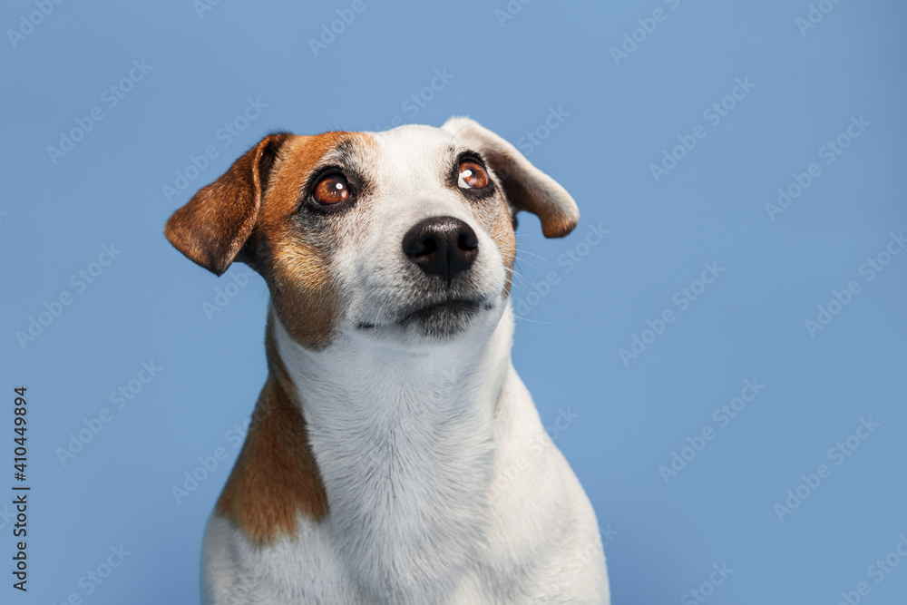 Portrait of a dog on a blue background Portrait of a dog on a blue background
