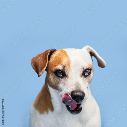 Fototapeta Naklejka Na Ścianę i Meble -  Hungry dog licking his lips
