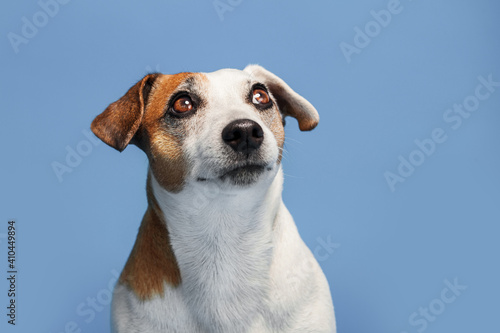 Portrait of a dog on a blue background