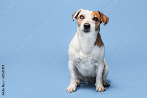 Portrait of a dog on a blue background © Tatyana Gladskih