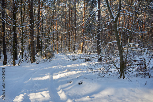 Fototapeta Naklejka Na Ścianę i Meble -  leśna zimowa ścieżka