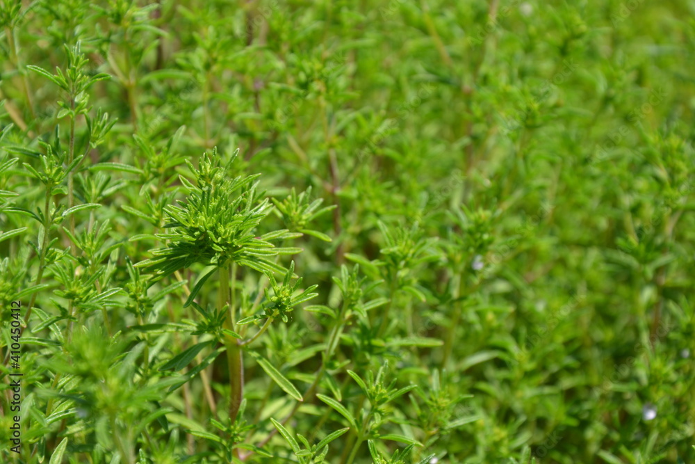 Savory plant in vegetable garden. Organic fresh herb. Savory leaves defocused background. Satureja Hortensis herb plant. Savory plant in vegetable garden. Organic fresh herb. Savory leaves defocused background. Satureja Hortensis herb plant.
