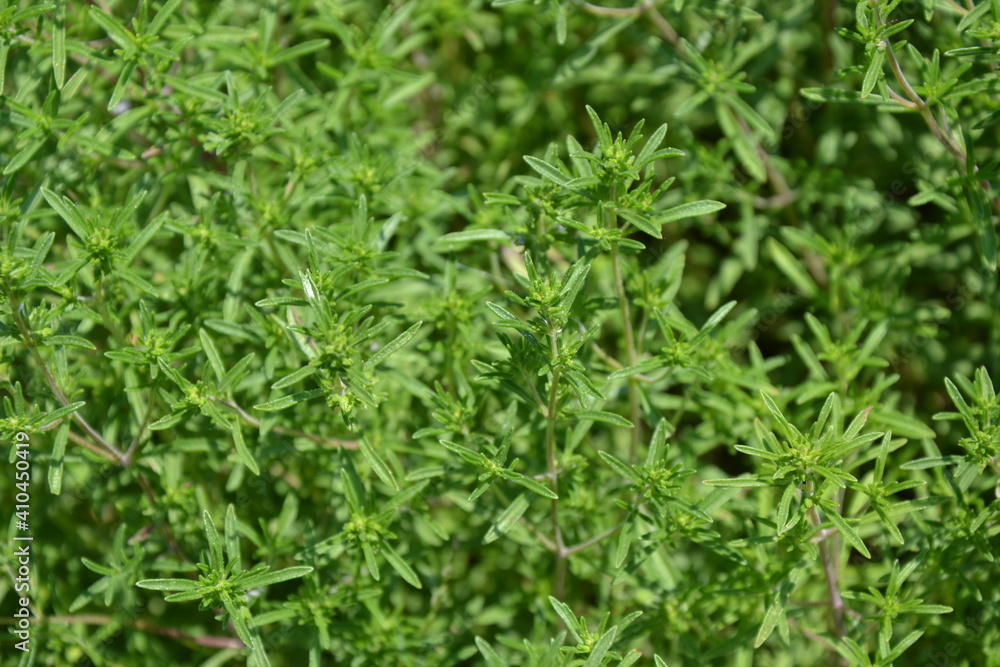 Savory plant in vegetable garden. Organic fresh herb. Savory leaves defocused background. Satureja Hortensis herb plant. Savory plant in vegetable garden. Organic fresh herb. Savory leaves defocused background. Satureja Hortensis herb plant.