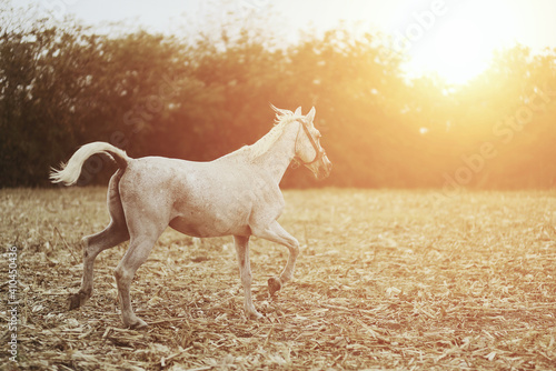 Gray horse running across the field in the sun