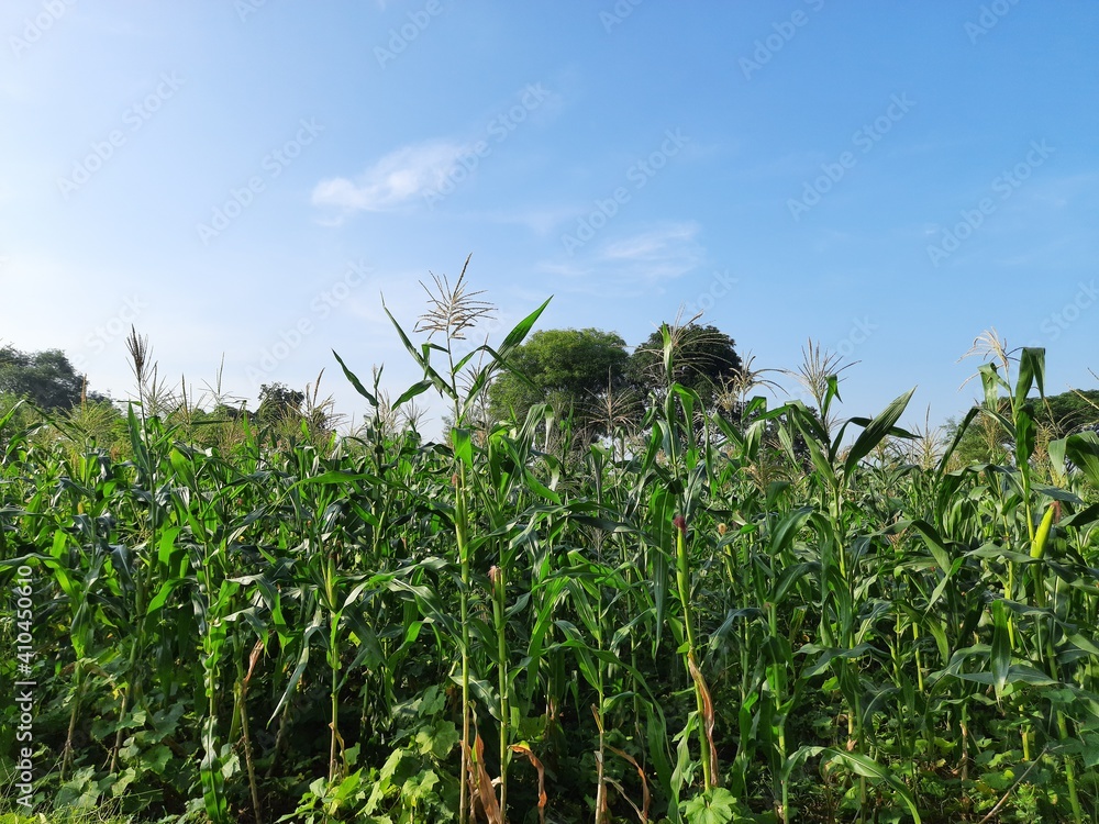 Obraz premium Corn Maize Agriculture Nature Field in blue sky background. Green corn field against blue sky, agricultural crop, corn cobs. Maize also known as corn. Field Rural Farm. Green Maize Plants in India.