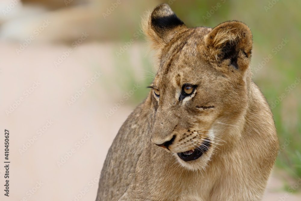 Portrait of a young Lion in Manyeleti Game Reserve in the Greater Kruger Region in South Africa Portrait of a young Lion in Manyeleti Game Reserve in the Greater Kruger Region in South Africa