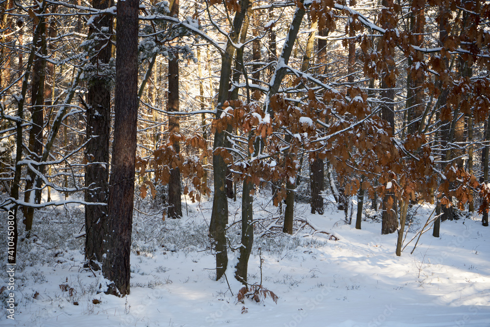Fototapeta premium zimowe drzewa 