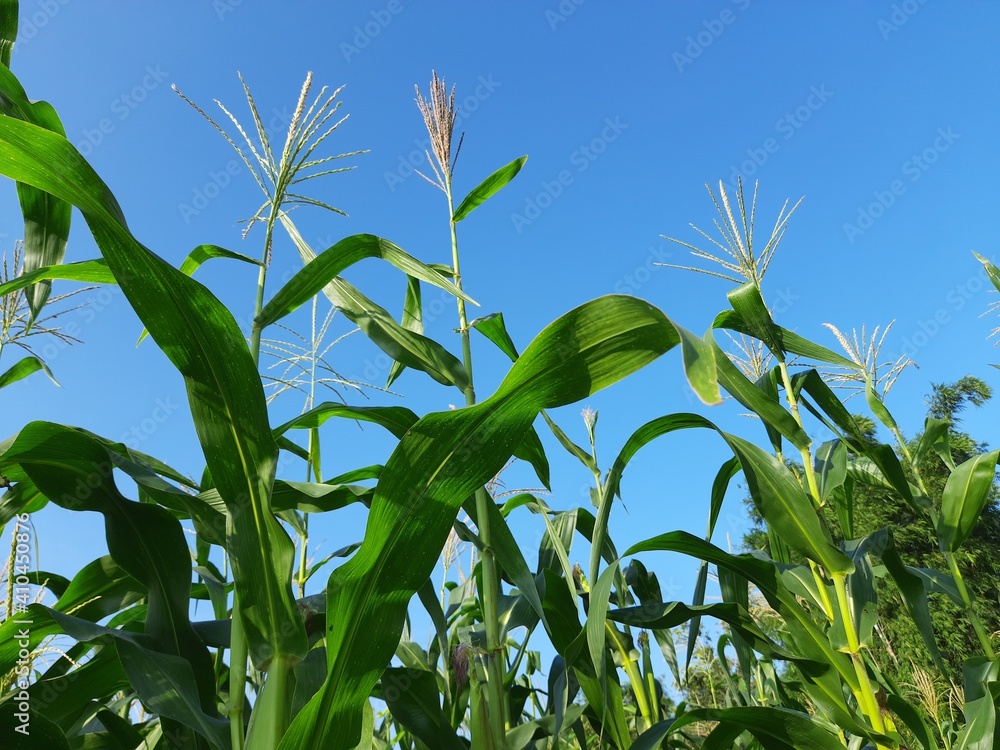 Corn Maize Agriculture Nature Field in blue sky background. Green corn field against blue sky, agricultural crop, corn cobs.
Maize also known as corn.  Field Rural Farm. Green Maize Plants in India.