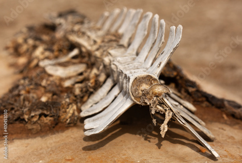 Bones of Dugong collected and kept on display at Hawar island, Bahrain