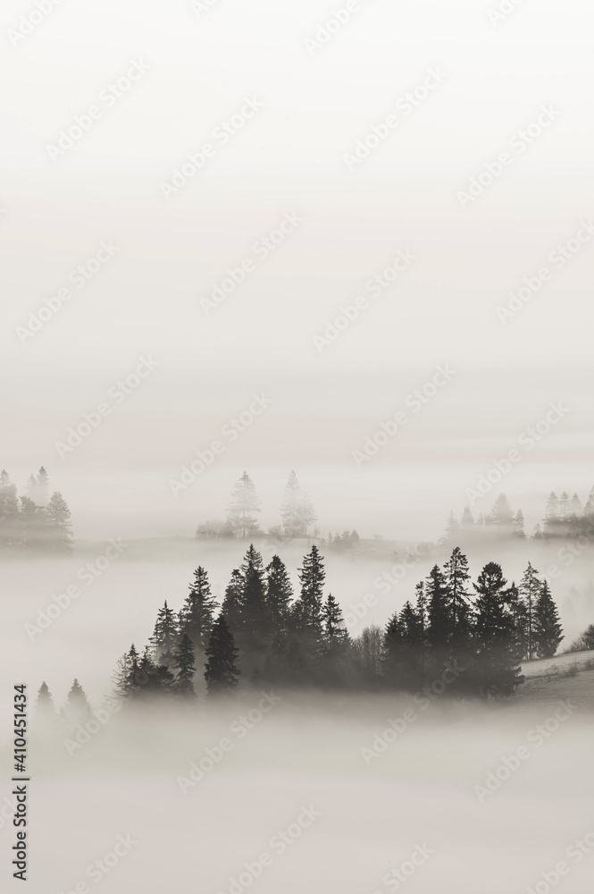 Fototapeta premium Pienińskie lasy we mgle.