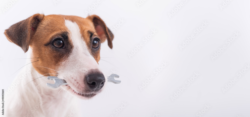 Jack russell terrier dog holds a wrench in his mouth on a white background. Copy space. Widescreen