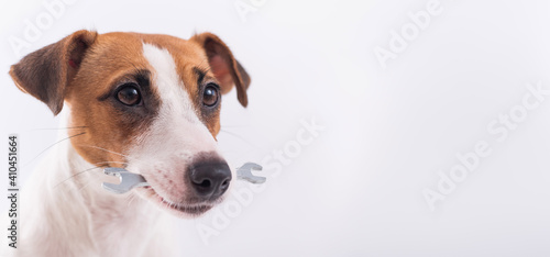 Jack russell terrier dog holds a wrench in his mouth on a white background. Copy space. Widescreen