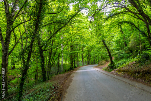 Belgrad Wood view in Istanbul