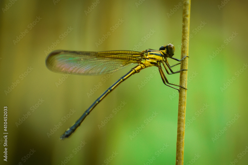 close up of a damselfly on a branch close up of a damselfly on a branch
