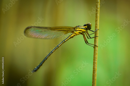 close up of a damselfly on a branch