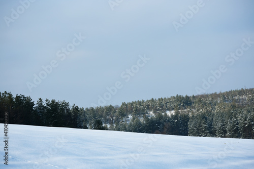 snowy nature in forest,winter photo