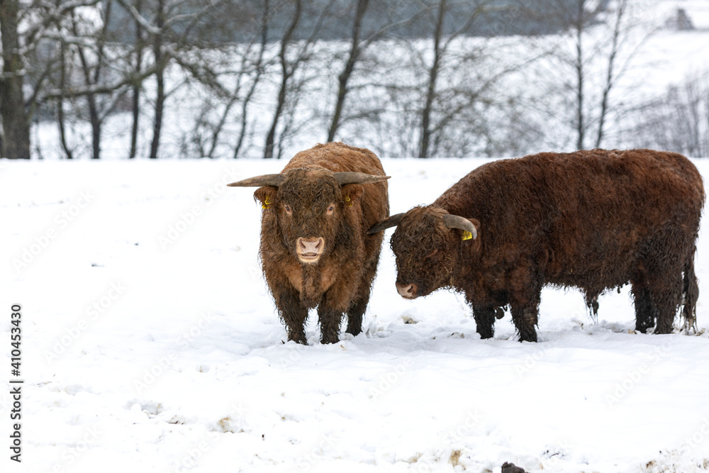 Schnee auf der Weide Schnee auf der Weide