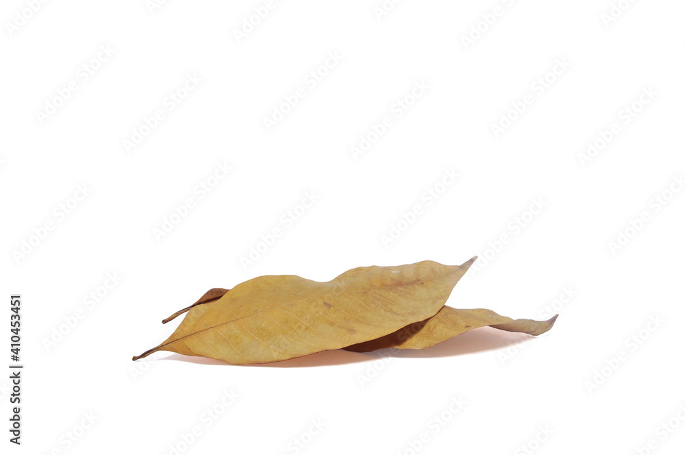2 dry leaves overlap on white background with clipping path. 2 dry leaves overlap on white background with clipping path.