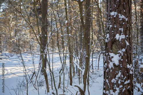 Fototapeta Naklejka Na Ścianę i Meble -  zimowe drzewa 