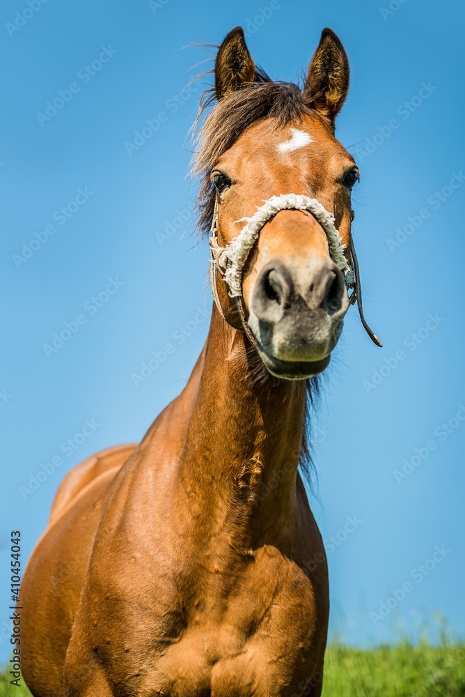 Fototapeta premium portrait of a horse