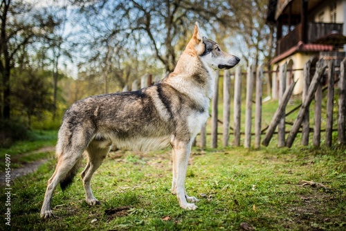 Portrait of Czechoslovakian wolfdog 
