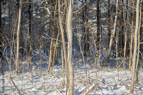 Fototapeta Naklejka Na Ścianę i Meble -  zimowe drzewa 