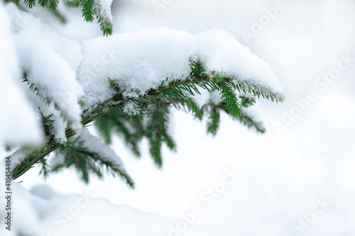 Frozen branch of spruce and light background