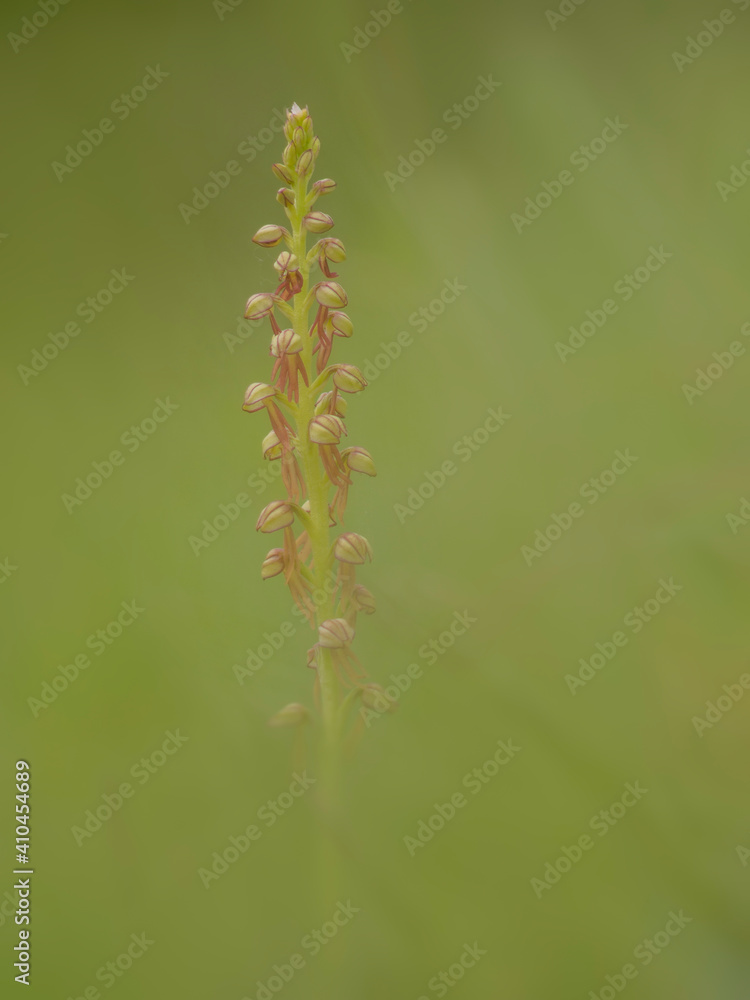 Orchis anthropophoraa Orchis anthropophoraa