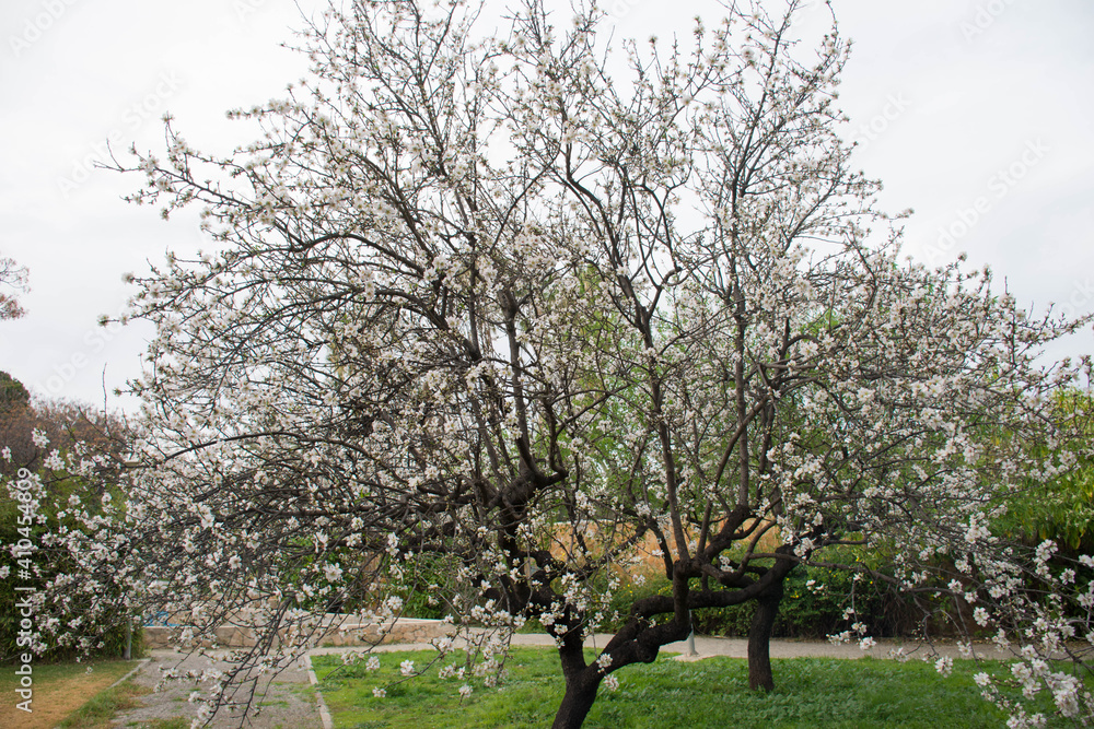 almond tree blossomed in a winter landscape