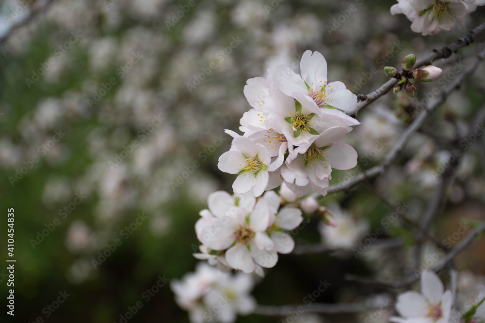 almond tree blossomed in a winter landscape