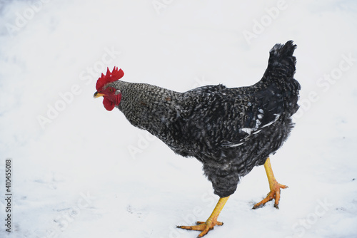 rooster walking  outdoors,snowy nature  photo