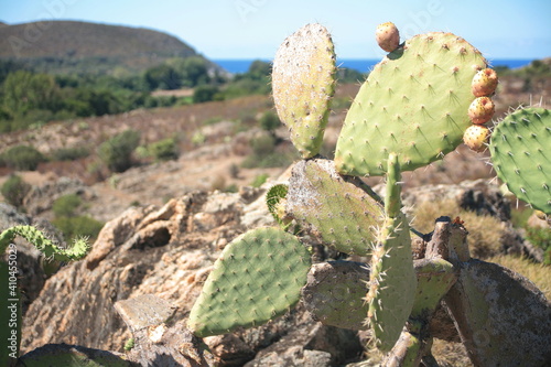 The Mediterranean vegetation on the island of Corsica