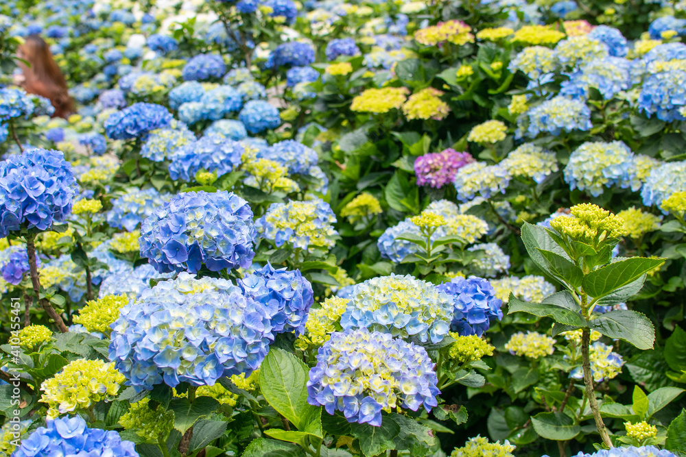The colorful hydrangea is in full bloom The colorful hydrangea is in full bloom