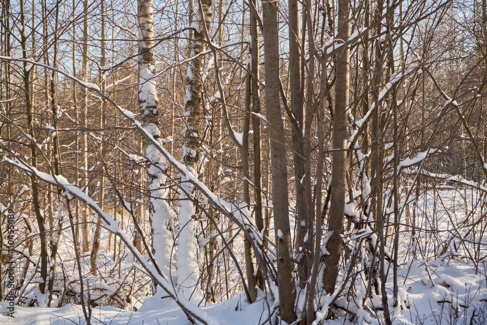 Fototapeta premium zimowe drzewa ,łąka