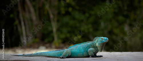 Extremely Rare Blue Iguana (Cyclura lewisi) is protected in the Queen Elizabeth II Botanic Park, where you can find the real natural habitat of this surprising creature. East End, Grand Cayman, Cayman photo
