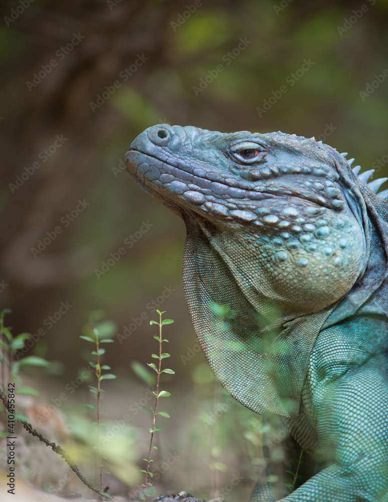 Obraz premium Extremely Rare Blue Iguana (Cyclura lewisi) is protected in the Queen Elizabeth II Botanic Park, where you can find the real natural habitat of this surprising creature. East End, Grand Cayman, Cayman