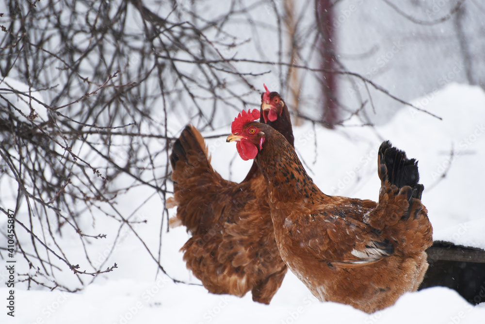 Fototapeta premium two hens on snowy background in winter, rural life photo