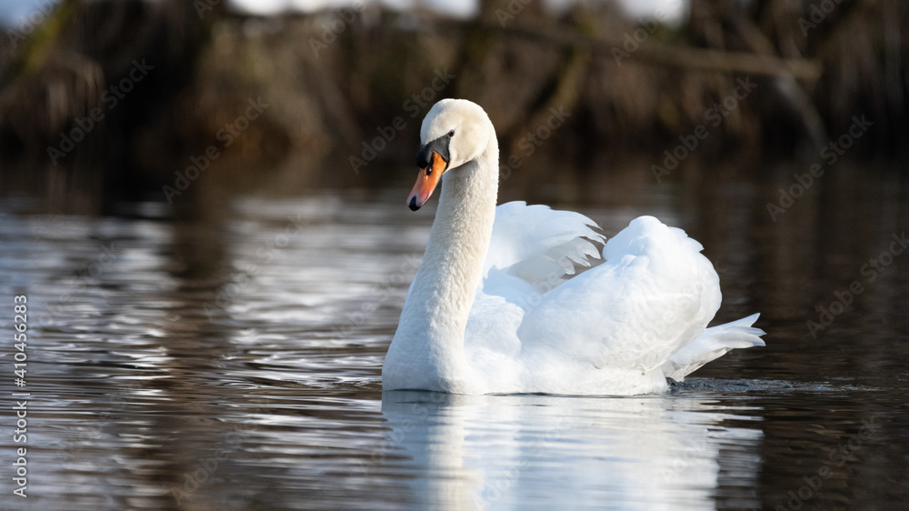cygnus, bird, wasser, see, natur, weiß, tier, wild lebende tiere, schön, teich, anmutig cygnus, bird, wasser, see, natur, weiß, tier, wild lebende tiere, schön, teich, anmutig