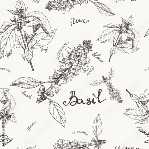 Seamless pattern of sprigs and flowers of basil on a light background.