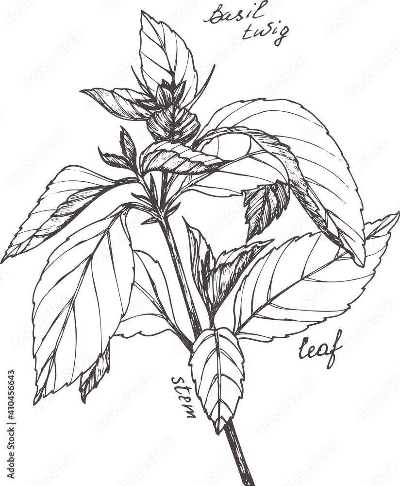 Obraz premium Sketch illustration of a sprig of basil. Fragrant herbs.