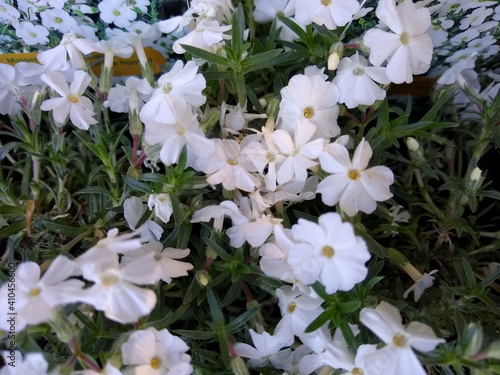 Phlox douglasii 'White Admiral' photo