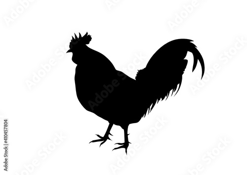Silhouette Pollo - Gallo